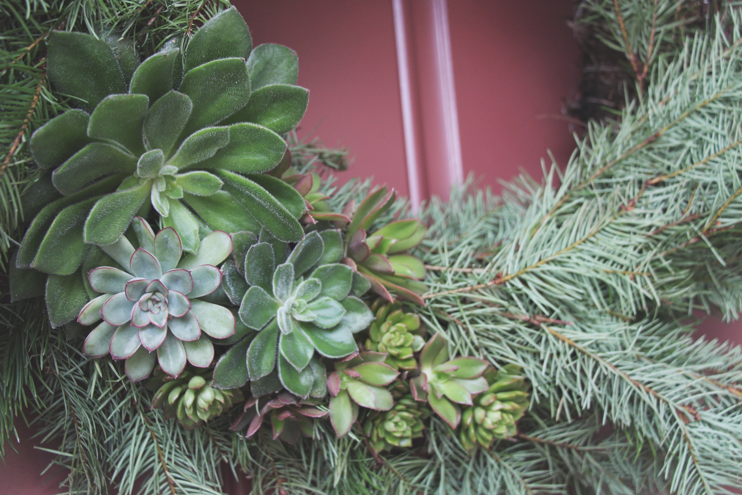 DIY Living Christmas Wreath with Succulents via Needles + Leaves